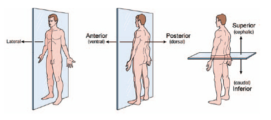 directional-terms-of-the-body-the-handy-anatomy-answer-book